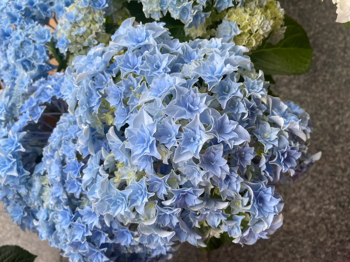 星てまり長野県の花「紫陽花(2022年)」のアルバム-みんなの趣味の園芸