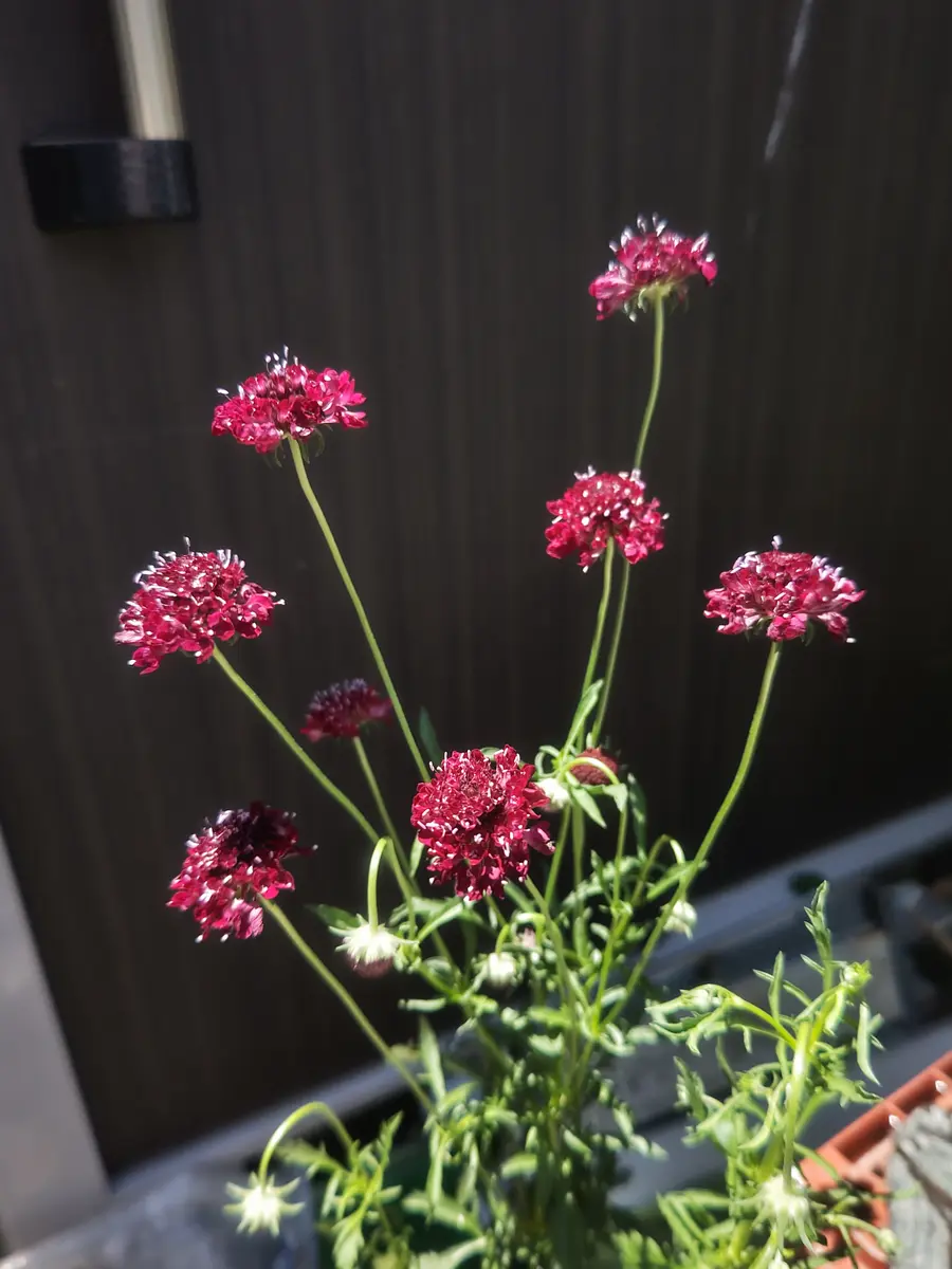 スカビオサ・ルージュカーマイン【花苗 10.5cmポット】｜ 【植物