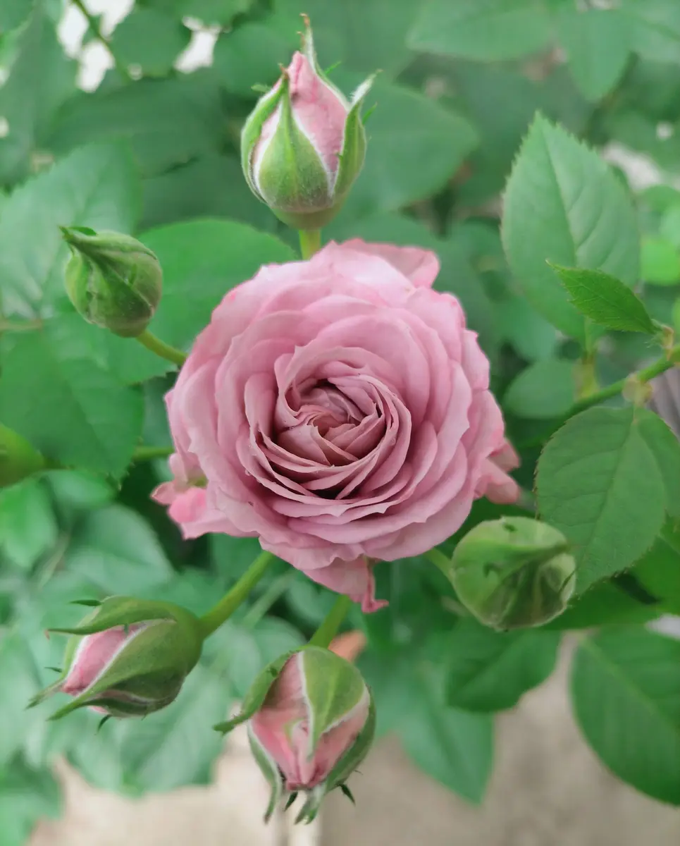 ミニバラ あすなろブルーの開花がはじ「あすなろブルー」の