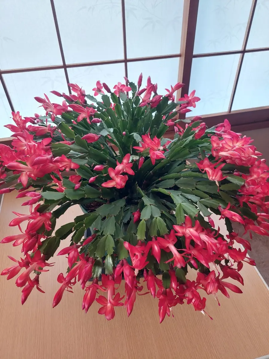 シャコバサボテン（赤-1上から撮影）「実家の植物」のアルバム