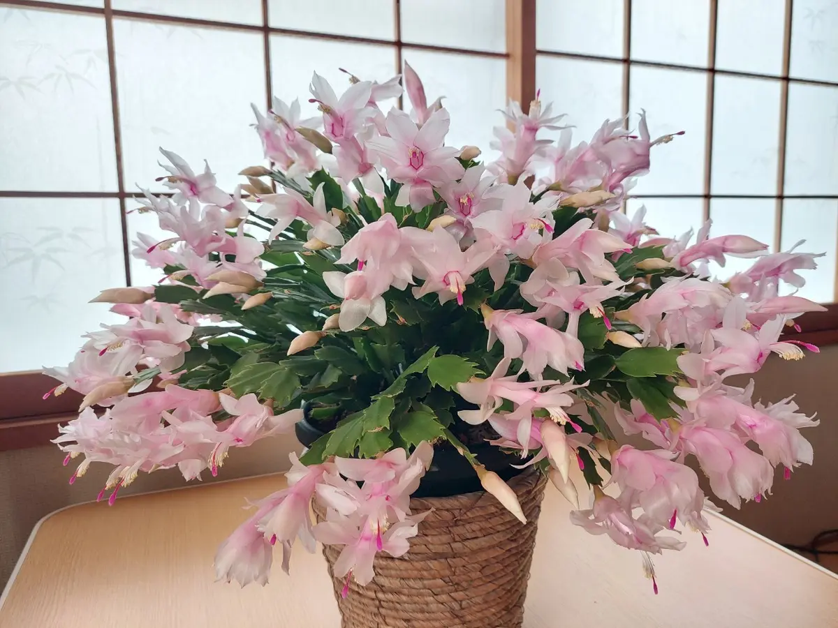 シャコバサボテン（白正面から撮影）「実家の植物」のアルバム