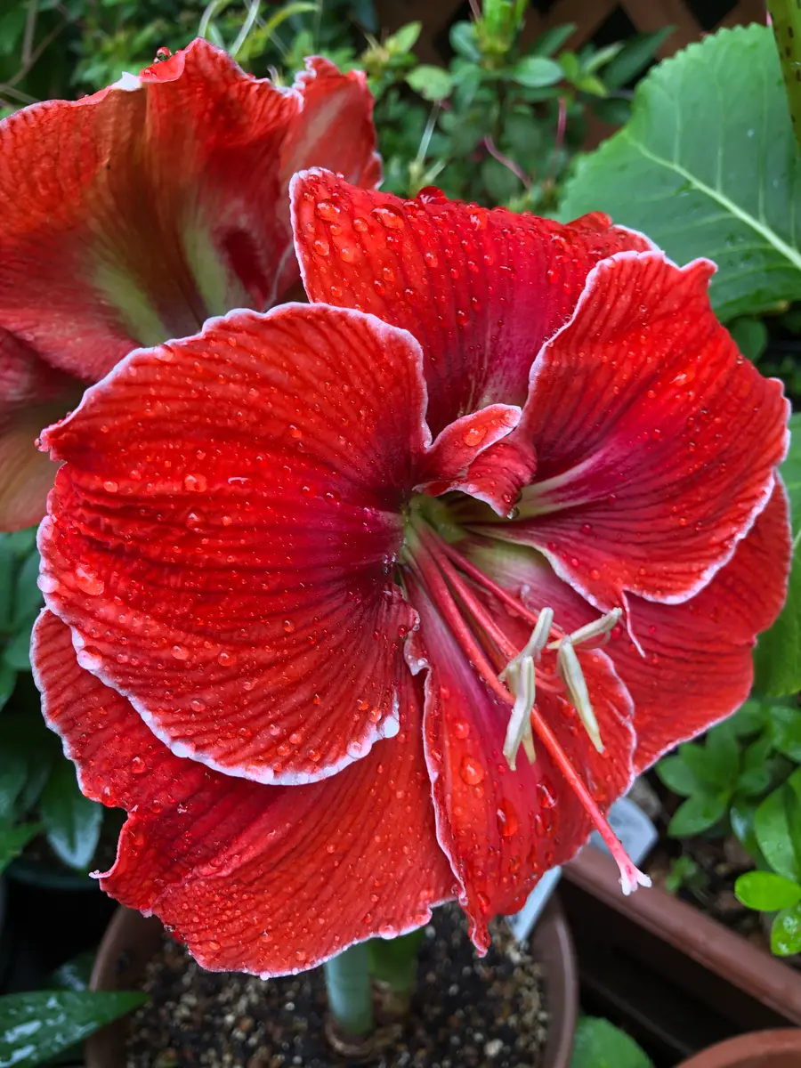 アマリリスマジカルタッチ2輪同時開花「2022年5月」の