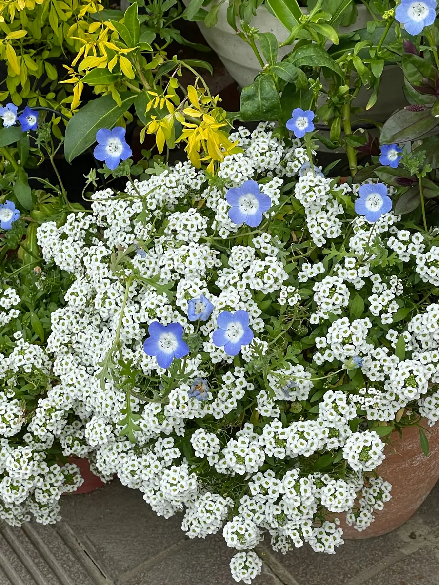 にゃーにゃ様◇ちょっと訳あり【ドライフラワー】アリッサム （ 812