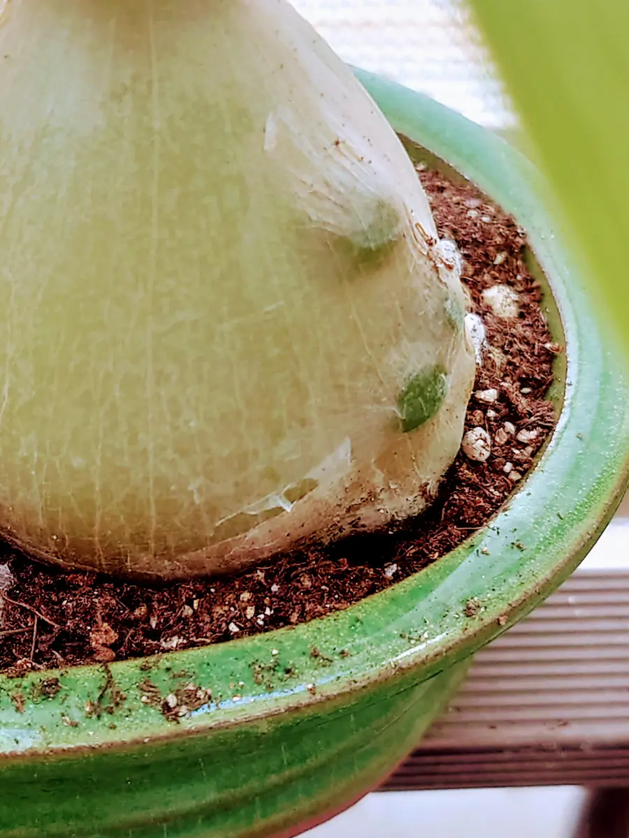 メイテル様 確認用 水仙　超多弁咲き 1球根 ① メイテル様 確認用 水仙 超多弁咲き 1球根 ① 【公式通販】