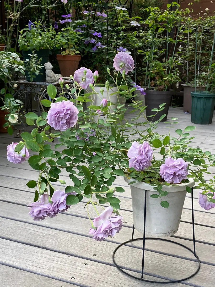 挿し木のレイニーブルー「バラ2022」のアルバム-みんなの趣味の園芸1652997