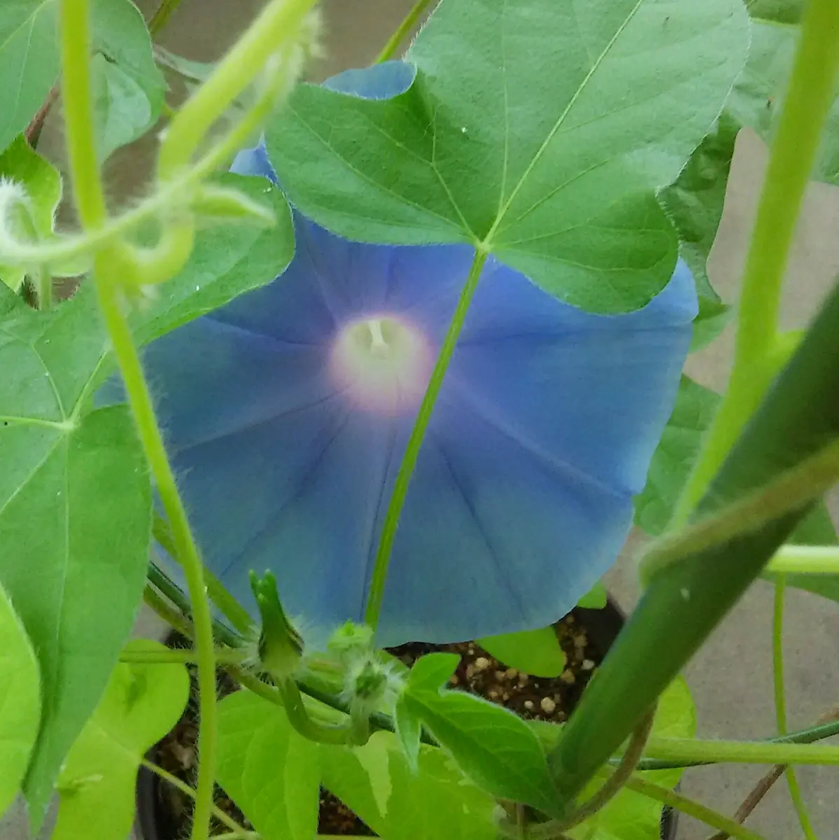 朝顔は馬鹿な花だよ根もない竹に命「あさがお日記2022