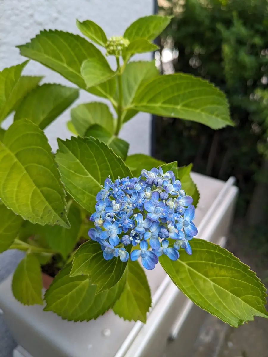あじさいの三河千鳥が咲きました。 青「散歩の道すがら No.5