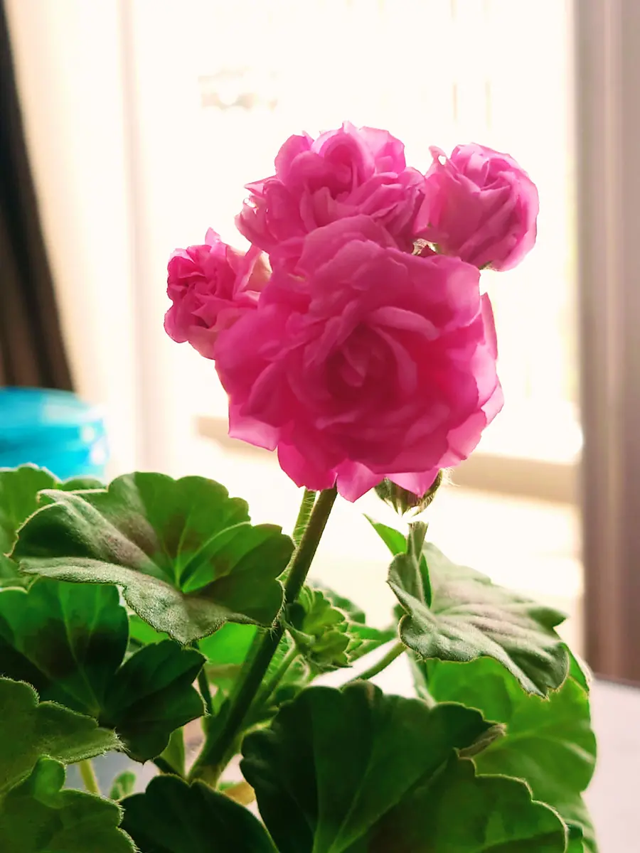 206 ＊濃いピンクの可愛い薔薇咲きゼラニウム（ディープミルフィーユローズ） 206 ＊濃いピンクの可愛い薔薇咲きゼラニウム（ディープミルフィーユ