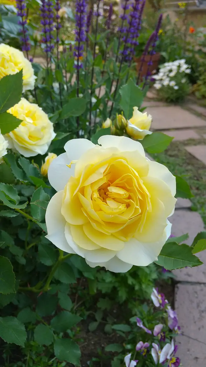 から厳選した 5月25日恋きらら大好きなレモン色、「2022年春のバラ🌹」の フラワー・ガーデニング