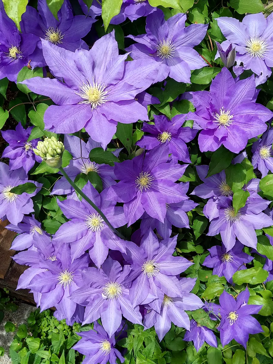クレマチス、HFヤング「愛しのメアリーローズと薔薇たち可愛い草花たち
