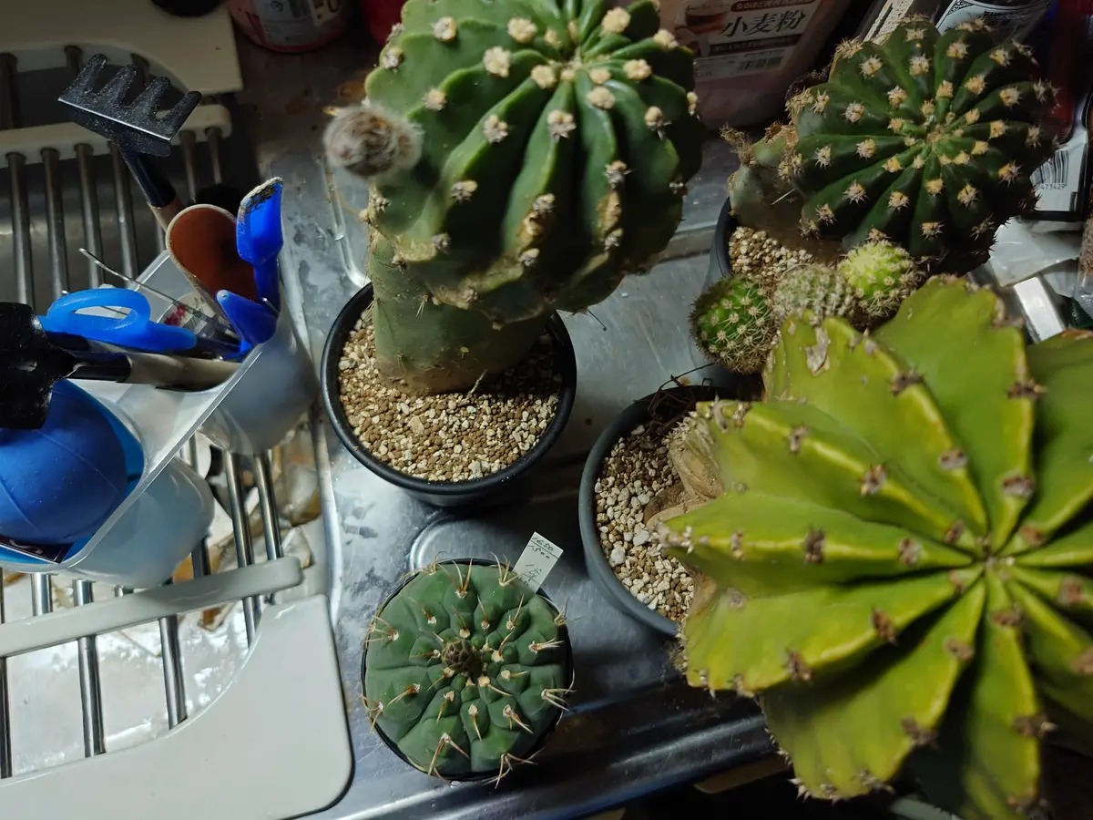 サボテン鉢に植えました🥰「多肉植物とサボテン」のアルバム-みんなの