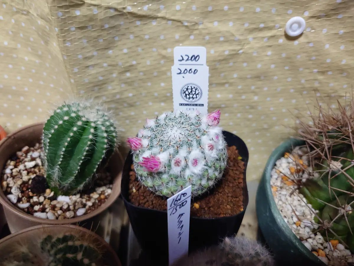 サボテン マミラリア 恋山彦モフモフ「多肉植物とサボテン」の