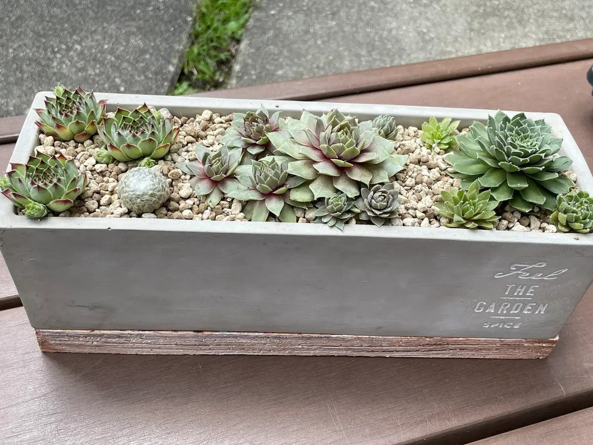 旦那さんがかっこいい鉢を選んで買って「多肉植物」のアルバム
