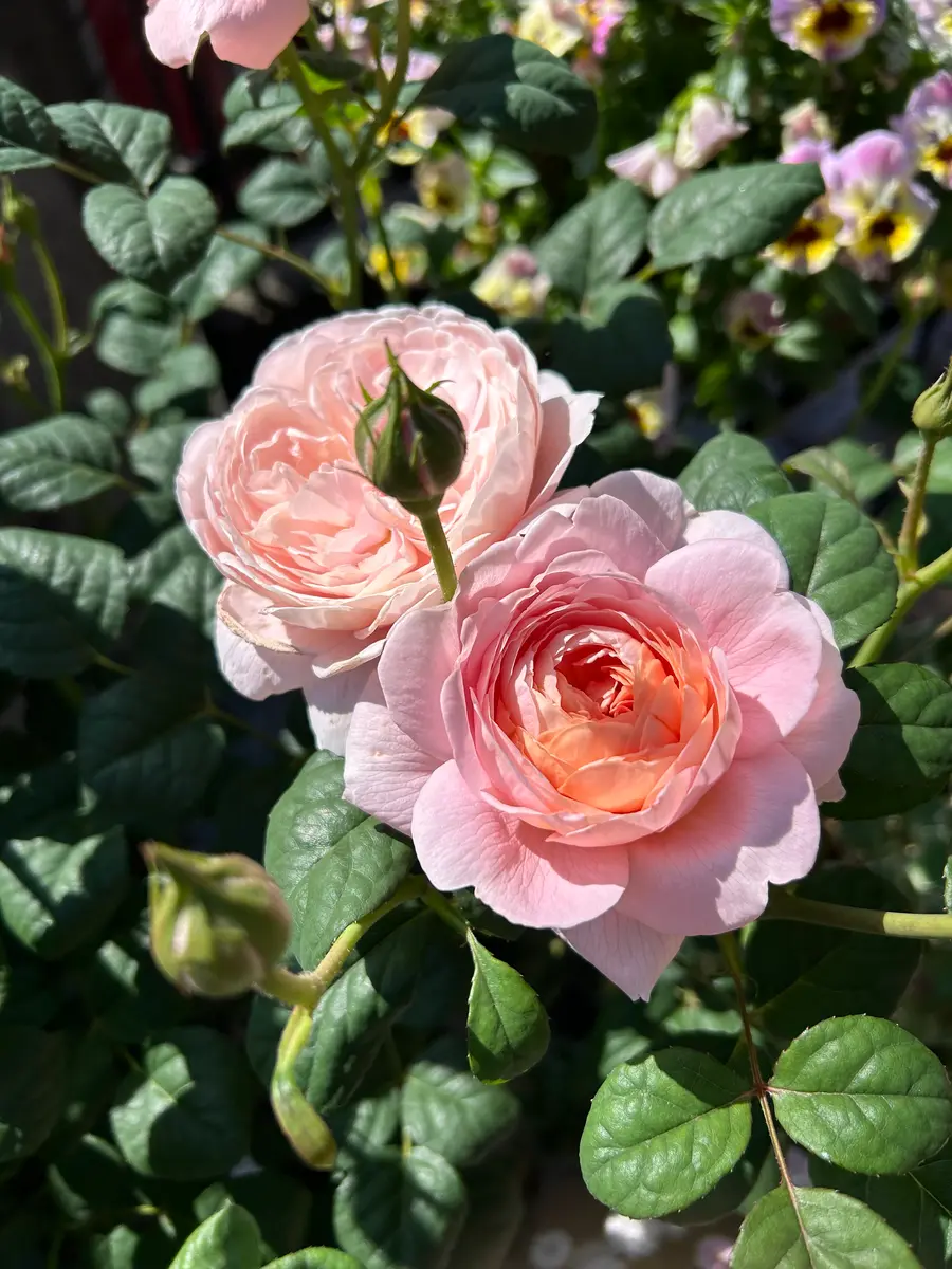 エクセルヒューマン ExcelHuman 薔薇 バラ 掛け軸 富貴花 吉祥 尺五 エクセルヒューマン ExcelHuman 薔薇 バラ 掛け軸 富貴花 吉祥 尺五