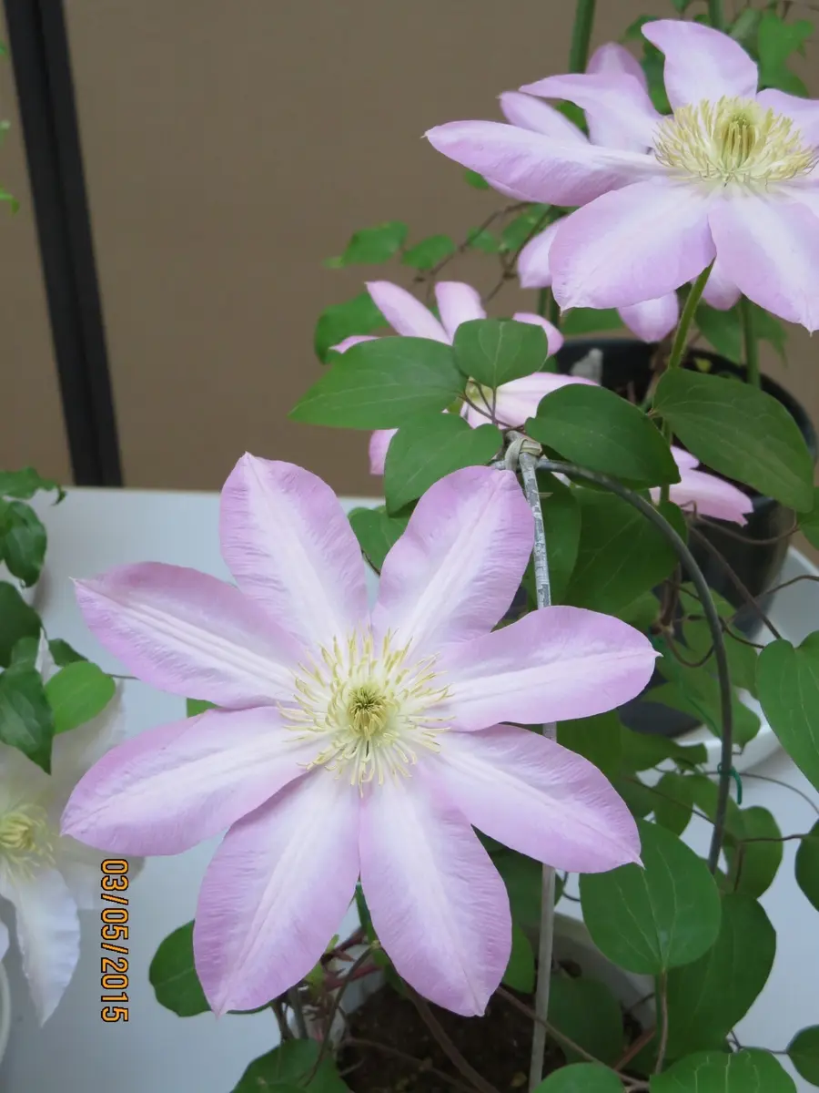 さくらさくら）【C.'Solweig'】（「クレマチス」の