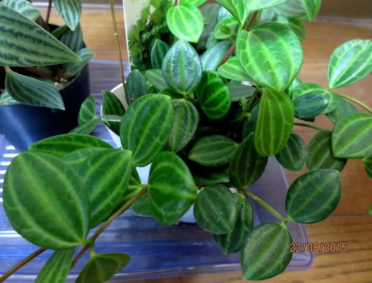 ペペロミア アングラータ【Peperomia「観葉植物」のアルバム
