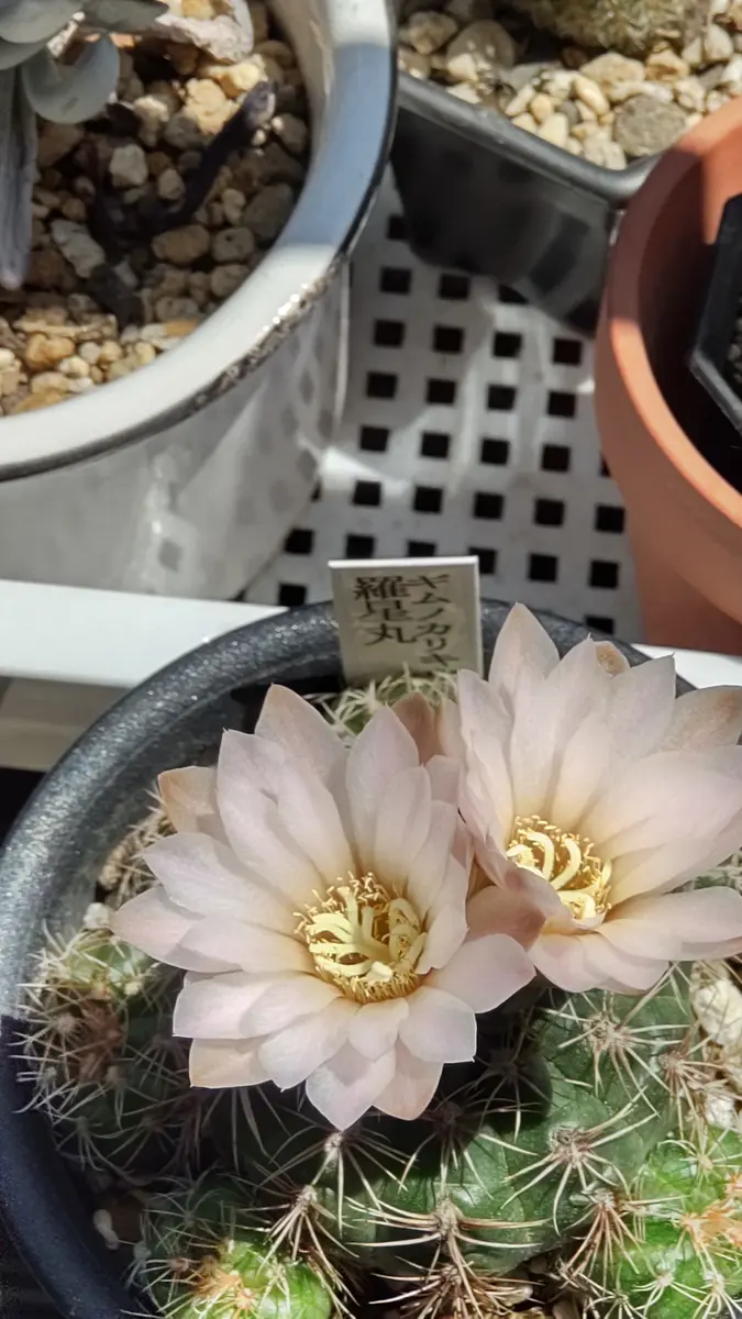 ギムノカリキウム羅星丸が咲きました✿「サボテン🌵」のアルバム