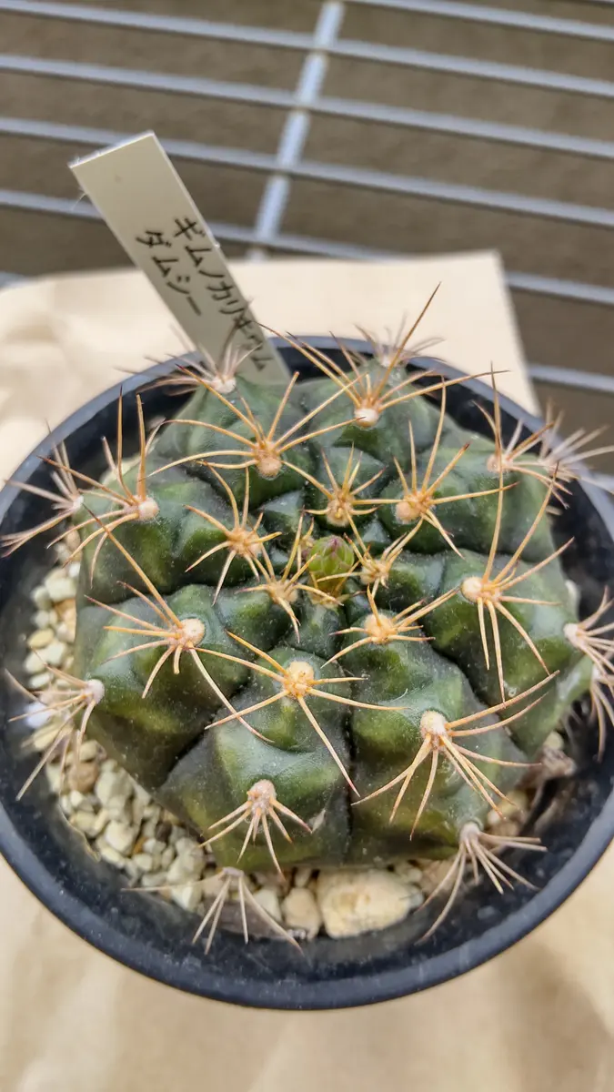 ギムノカリキウムダムシー縁あって新「サボテン🌵」の