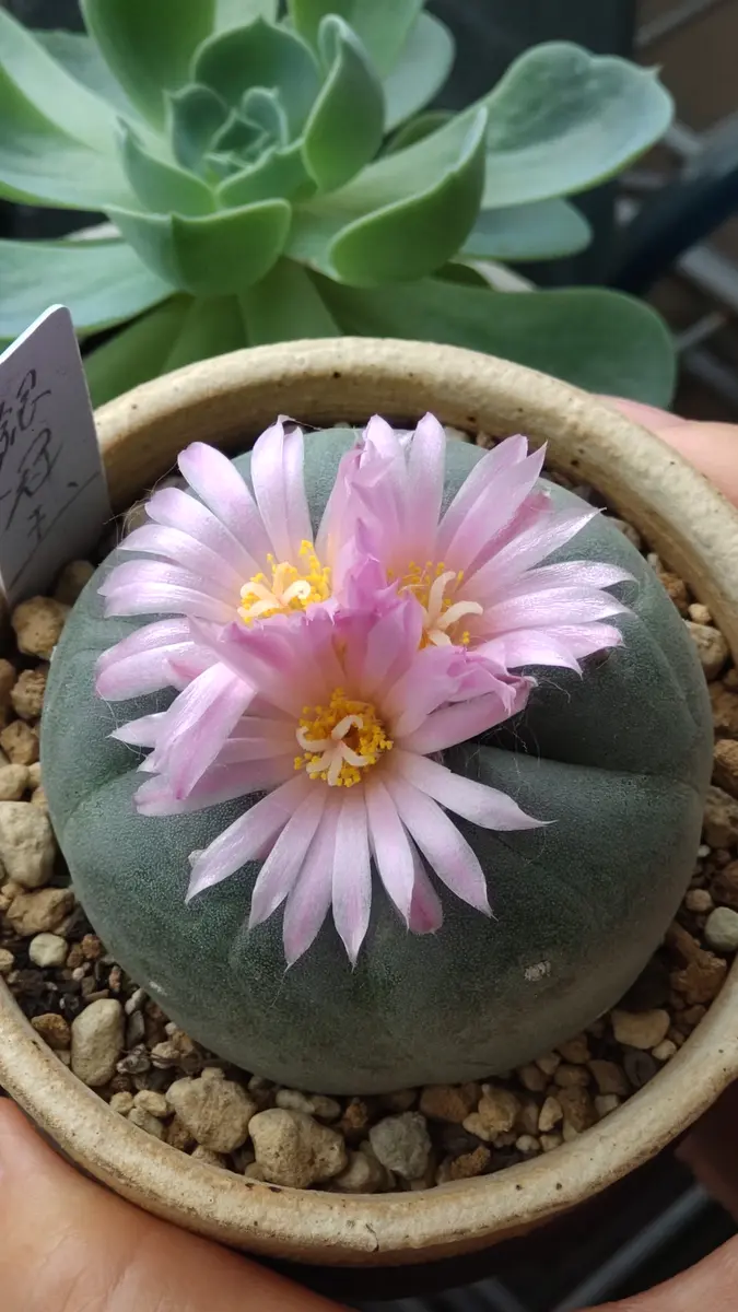 ロフォフォラ銀冠玉に3つも花が咲きま「サボテン🌵」のアルバム