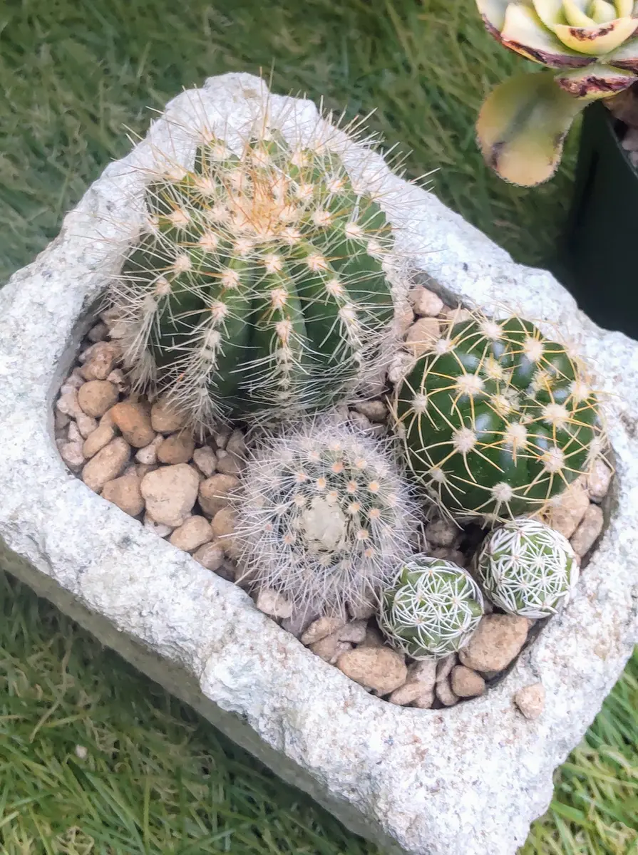 大谷石の鉢にサボテン寄せ植えをしまし「サボテン🌵」のアルバム
