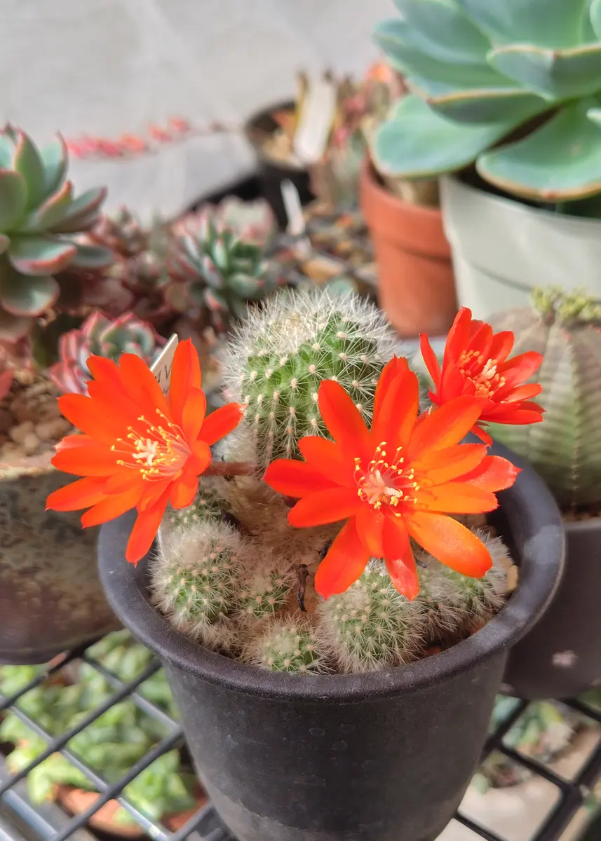 レブチア タンボエンシス開花しました「サボテン🌵」のアルバム