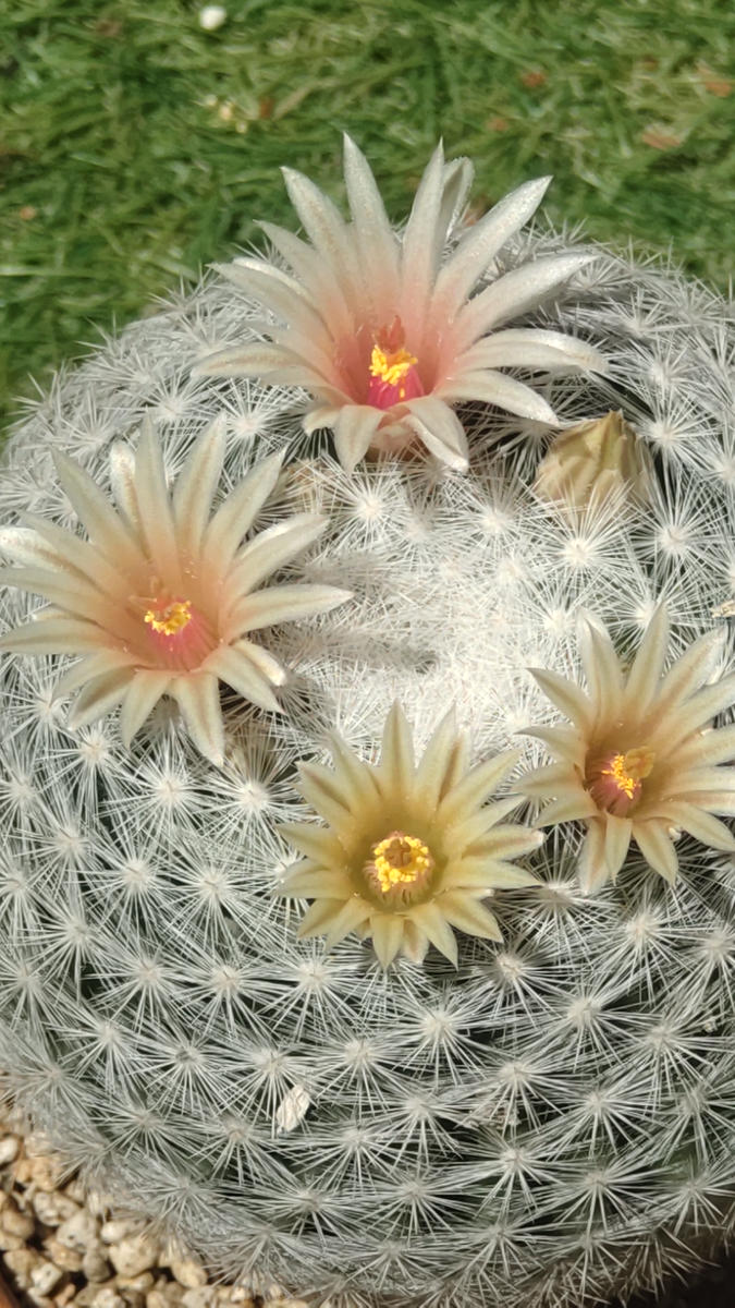 マミラリア満月の花2024.4.19撮影「サボテン?」のアルバム-みんなの 