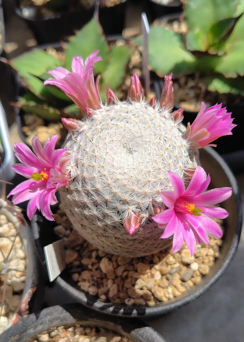 マミラリア白鳥に花が咲きました🌸もう「サボテン🌵」のアルバム