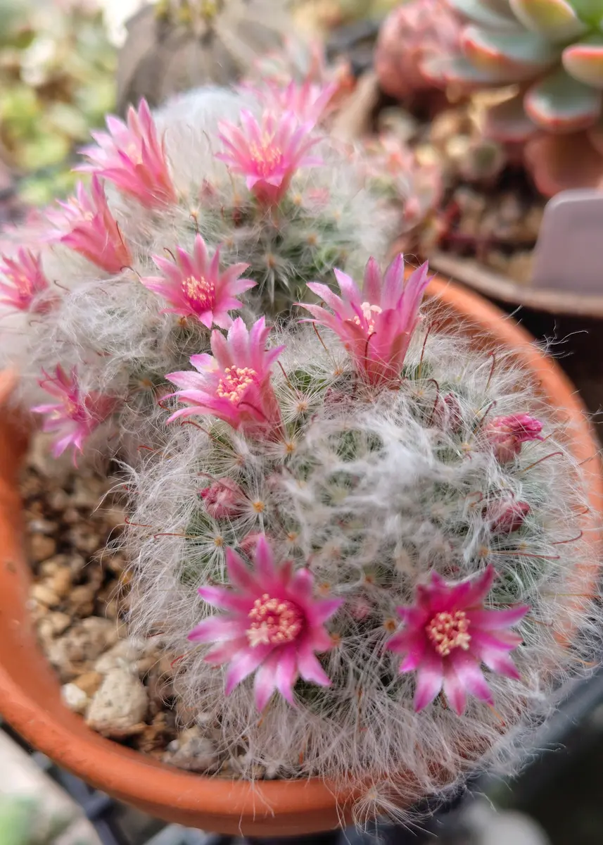 可愛いピンクの花を咲かせるサボテン🌵「サボテン🌵」のアルバム