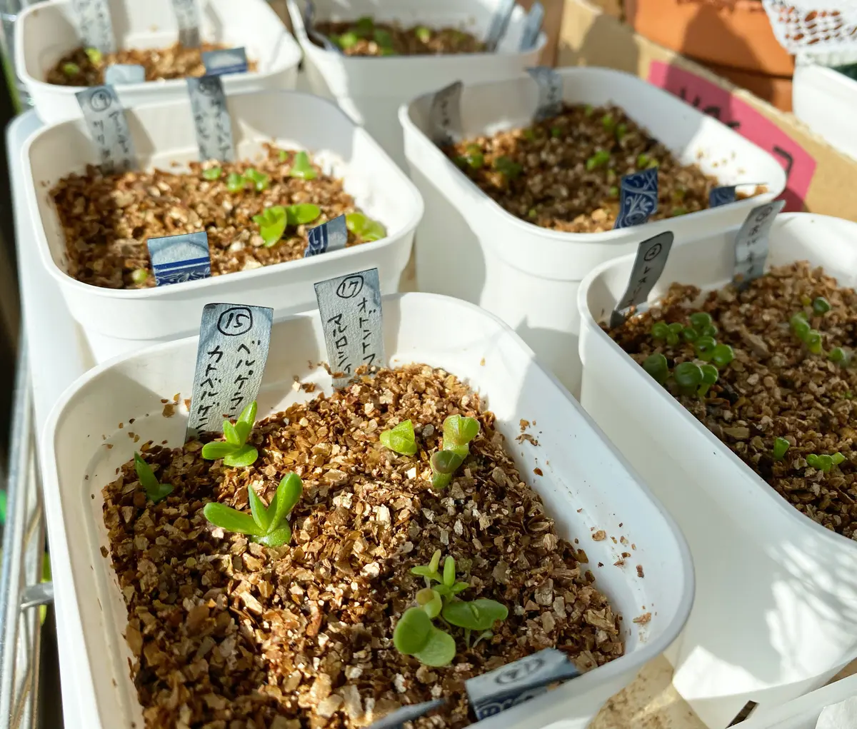 種まきした多肉ちゃんたち。2022年11月「多肉植物」のアルバム