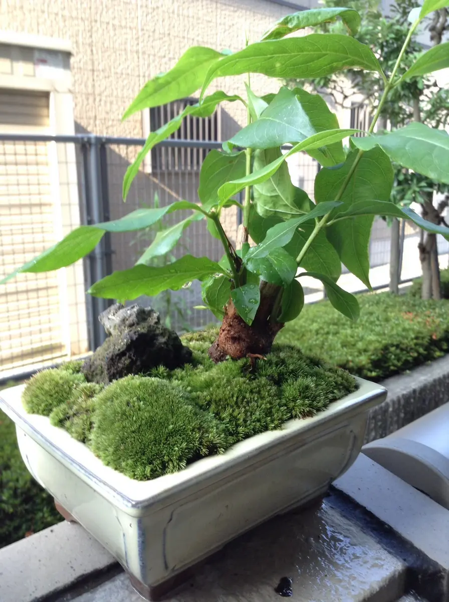 送料込み　チャメロプス　形状良　株立ち　シンボルツリー　現品 imgrc0143610504.jpg