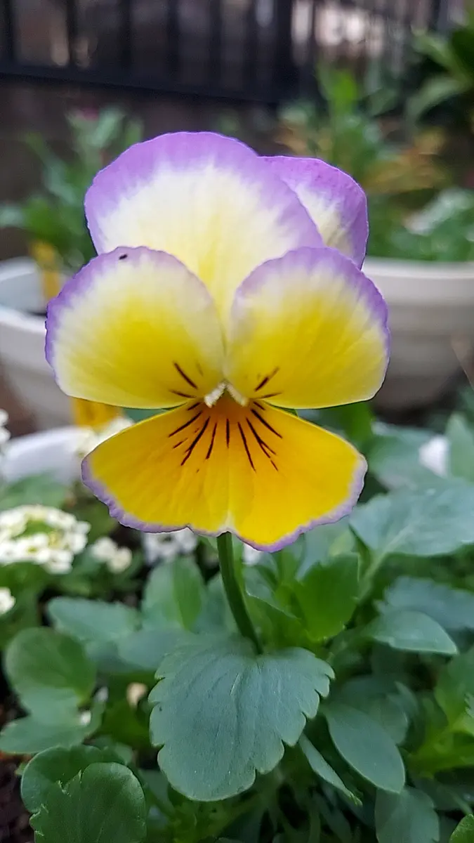 ◇虹色スミレ◇ラブリームーン「2022年玄関の花」のアルバム-みんなの