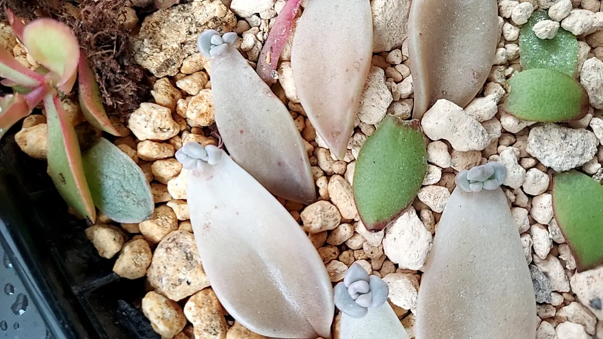 ◇朧月◇葉挿しの赤ちゃん、スクスク育っ「多肉植物」のアルバム
