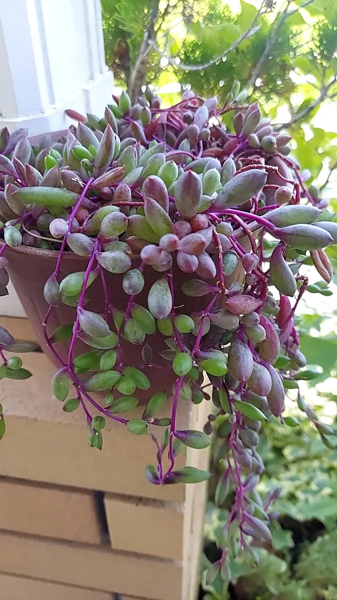 ルビーネックレス(*☻-☻*)多肉植物 ルビーネックレス多肉植物