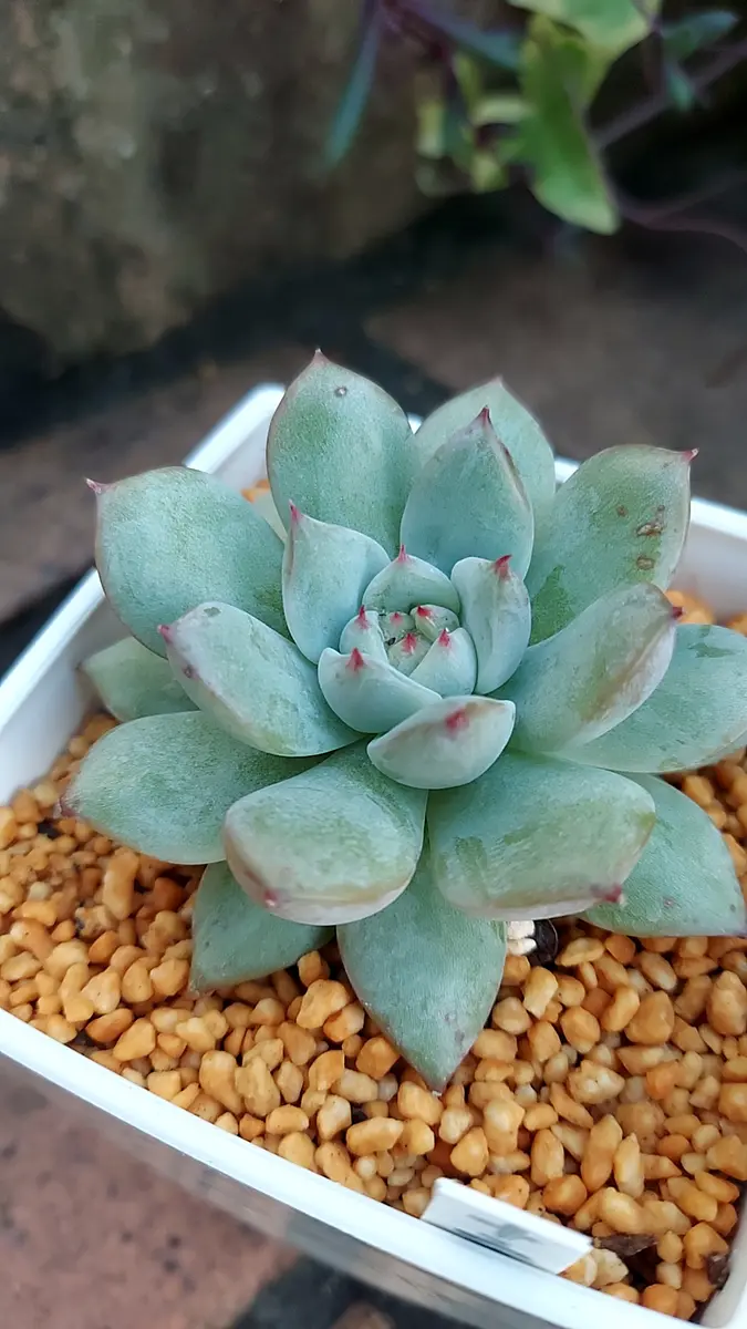 ◇ティッピー◇「多肉植物」のアルバム-みんなの趣味の園芸1797283