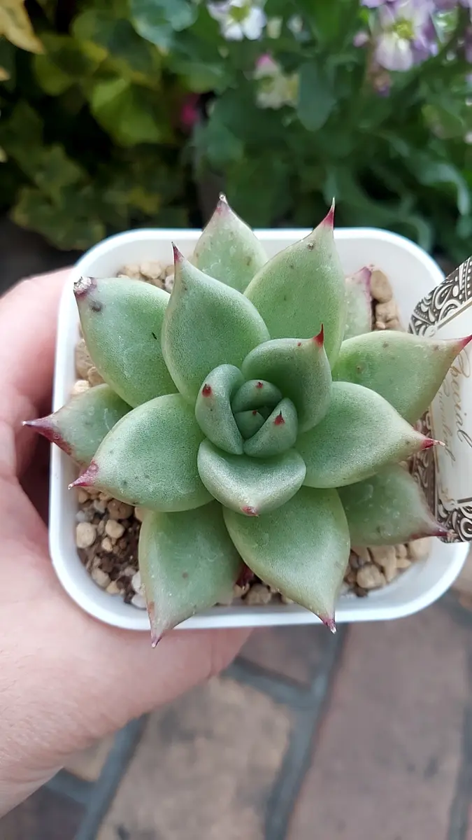 ◇エニコール◇エニーコール「多肉植物」のアルバム-みんなの趣味の