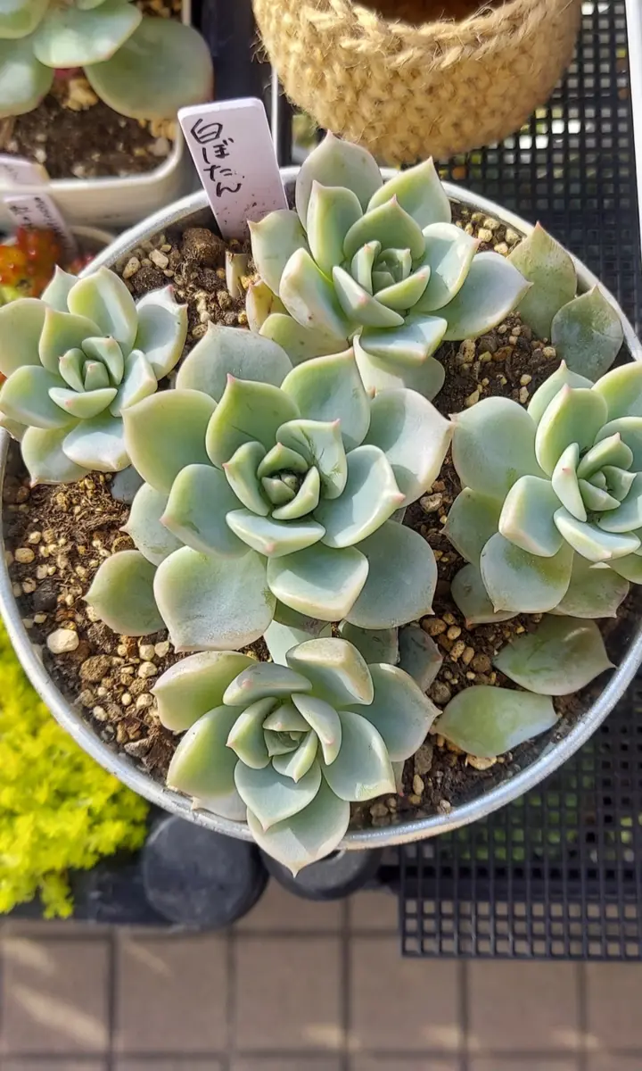 ◇白牡丹◇「多肉植物」のアルバム-みんなの趣味の園芸1865730