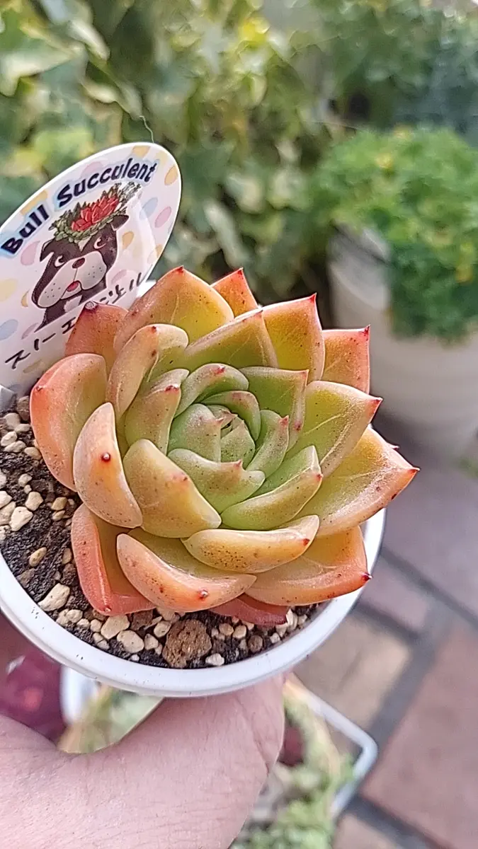 ◇スノーエンジェル◇ウォーターマークが「多肉植物」のアルバム