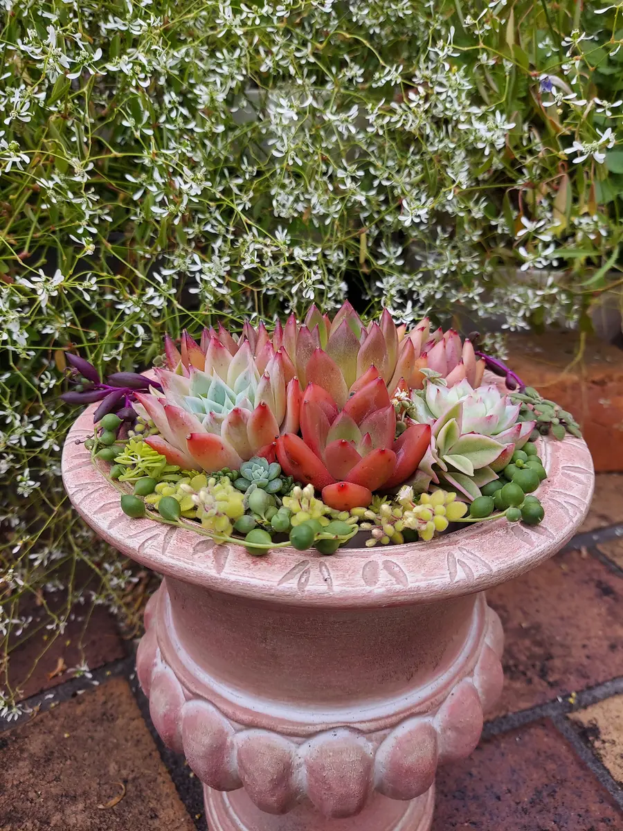 多肉植物　寄せ植え　韓国苗　特大 韓国苗 大容量タイプ 多肉植物 お買い得 寄せ植え 多肉植物 プクニク