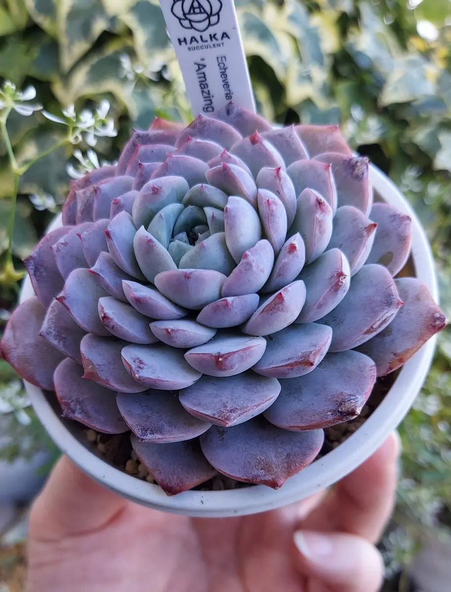 鉢ごと　多肉植物　アメイジンググレイス錦　抜き苗 ◇アメイジンググレイス◇「多肉植物」のアルバム-みんなの趣味