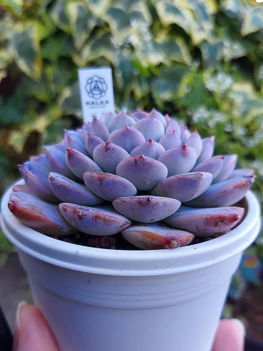 鉢ごと　多肉植物　アメイジンググレイス錦　抜き苗 多肉植物 アメイジンググレイス錦 抜き苗