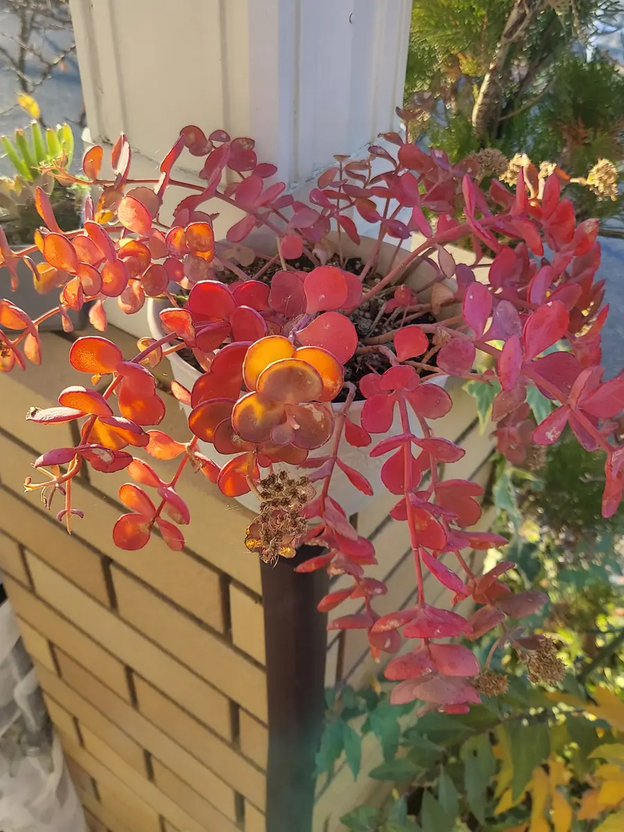 ◇越中ミセバヤ◇花友さんから頂いたミセ「多肉植物」のアルバム