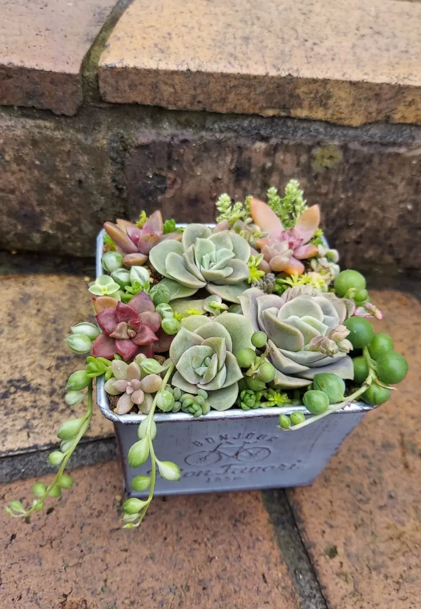◇寄せ植え◇ラブリーローズをメインに🌹「多肉植物」のアルバム