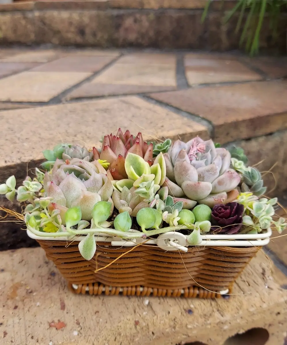 多肉植物寄せ植え韓国苗ブックa