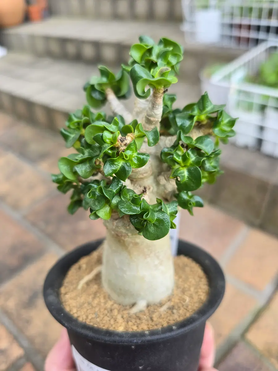 ◇アデニウムアラビカム巻葉◇「多肉植物」のアルバム-みんなの趣味の