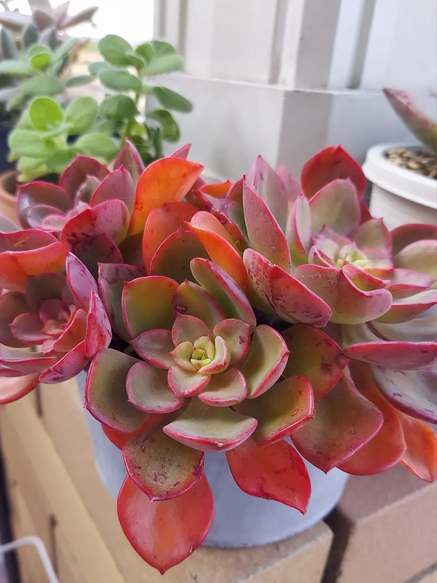 ◇ノーブル◇群生のノーブルが紅葉してき「多肉植物」のアルバム