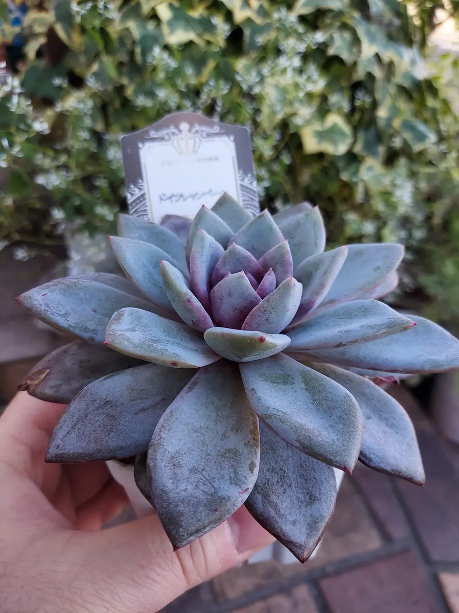 ◇ドイツシャンペーン◇真ん中がジャムっ「多肉植物」のアルバム
