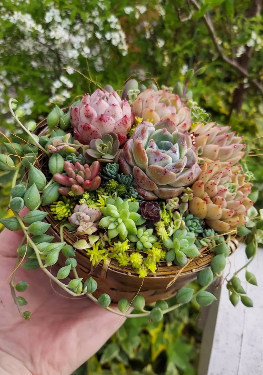 ◇寄せ植え◇お見舞いで頂いた花かごに寄「多肉植物」の ◇寄せ植え◇お見舞いで頂いた花かごに寄「多肉植物」の