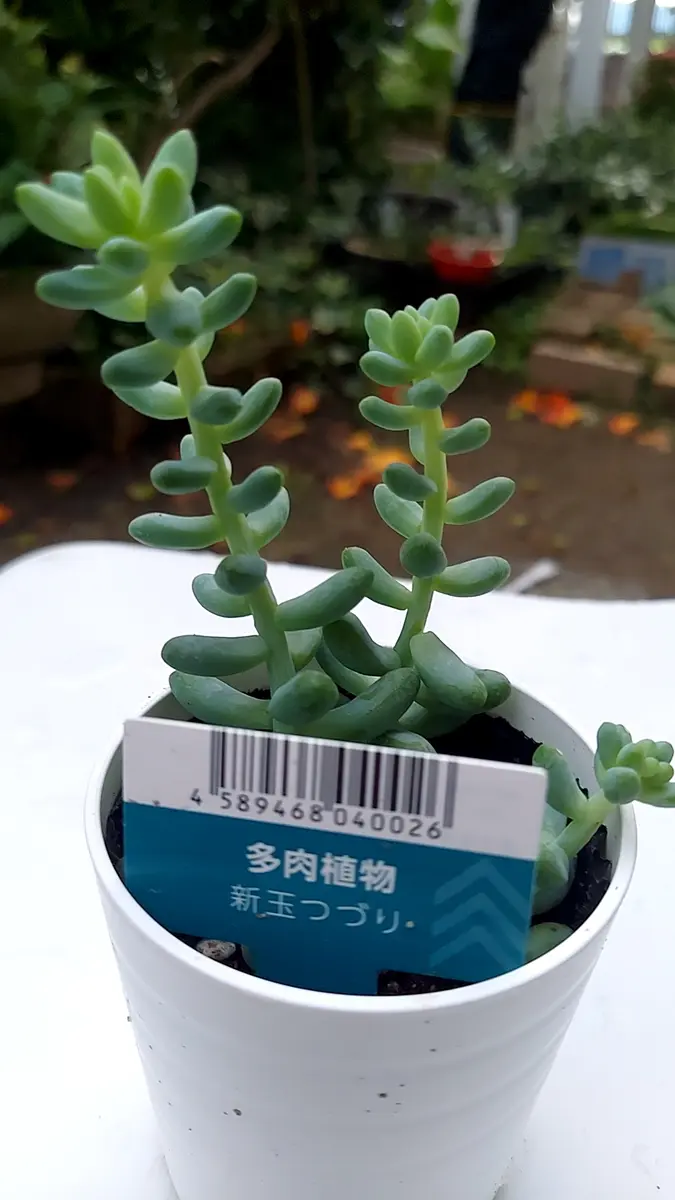 ◇ビアホップ(新玉つづり)◇「多肉植物」のアルバム-みんなの趣味の