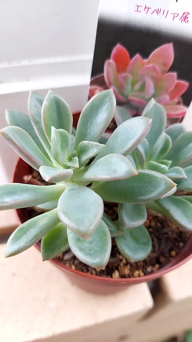 ◇レズリー◇「多肉植物」のアルバム-みんなの趣味の園芸1780985