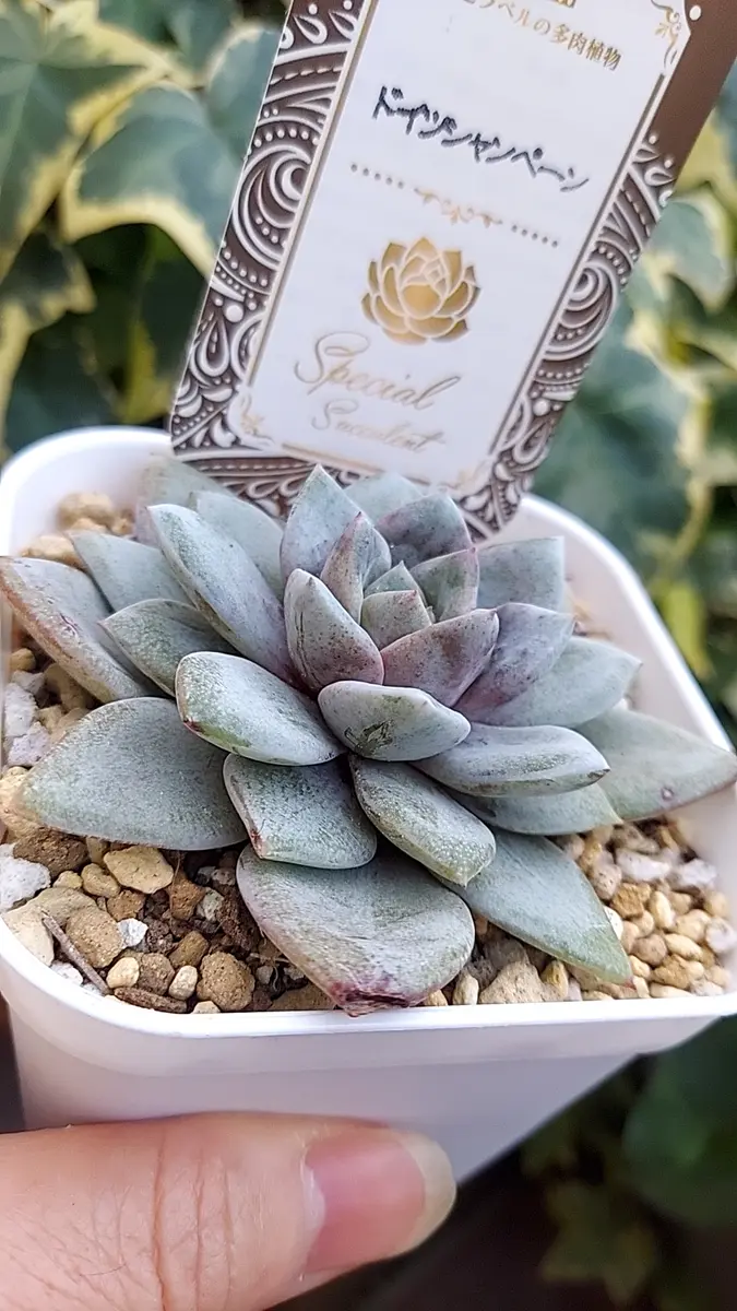 ◇ドイツシャンペーン◇「多肉植物」のアルバム-みんなの趣味の園芸1839999